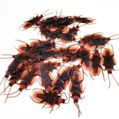 12pcs Fake Cockroach Halloween Party Decoration Trick Props Supplies Kids Favor