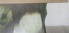 Donkey Lifesize Cardboard Cutout / Animal Standee 130cm Tall *Damaged*
