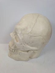 large Plastic Skull Head Scary Prop Skeleton 47cm L X 33CM W X 38CM D