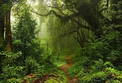 Forest Tree Tropical Rainforest Jungle Backdrop Party Photo Background Banner