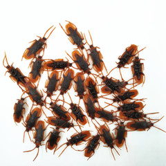 Realistic 20PCS Fake Roaches,Faux Cockroaches Lifelike Creepy Halloween Gifts