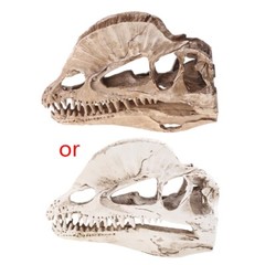 Dilophosaurus Dinosaur Skull Resin for Fossil Skeleton Teaching Model Hal