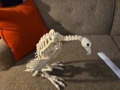 Halloween Skeleton VULTURE Buzzard Bird Animal Decorations crazy bones ,garden