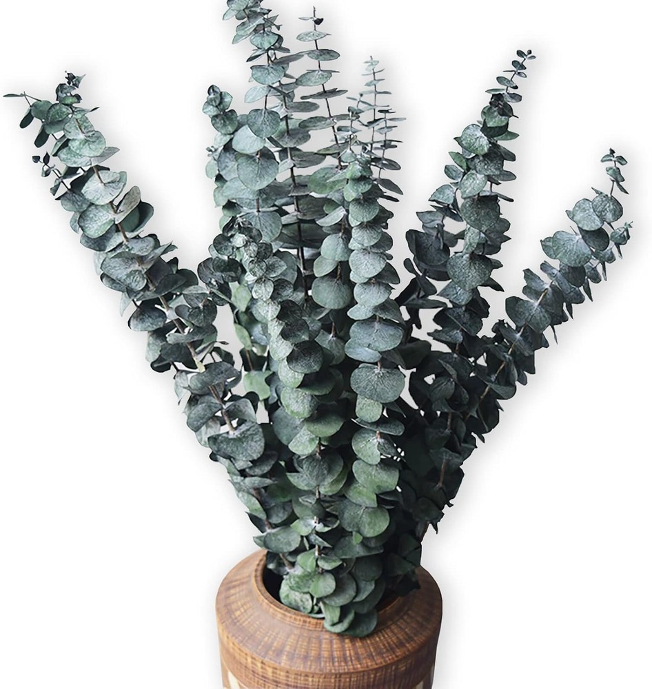 Eucalyptus for Shower 10 Pcs Hanging Dried 10 Pack Bundle