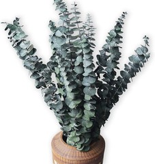 Eucalyptus for Shower 10 Pcs Hanging Dried 10 Pack Bundle