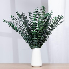 16 Pcs Dried Eucalyptus Stems, 17» Natural Fresh 15-17 inches, Green
