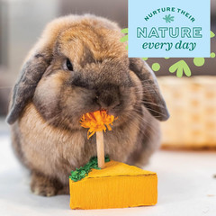 Enriched Life Birthday Party Pack, Rabbit & Guinea Pig Toys, Enrichment Pack for