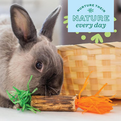 Enriched Life Birthday Party Pack, Rabbit & Guinea Pig Toys, Enrichment Pack for