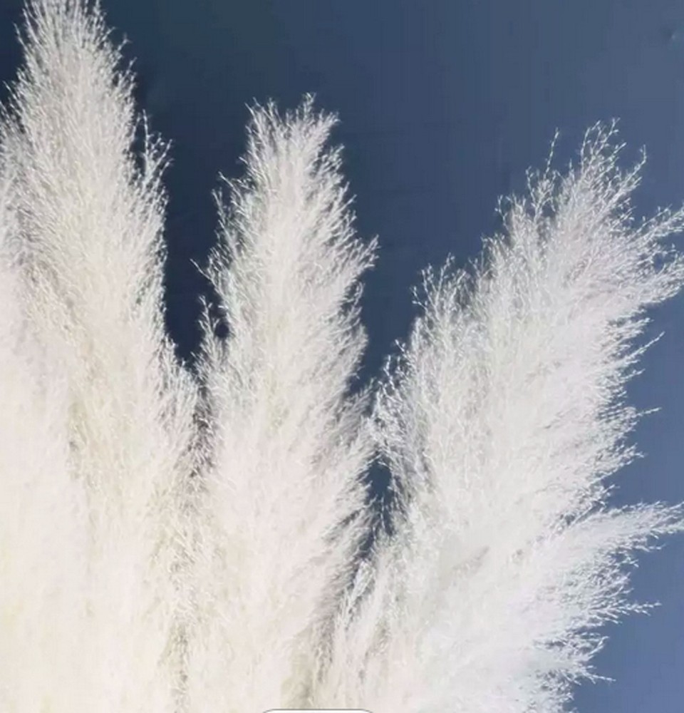Real Pure White Dried Natural Pampas Grass Reed and Jumbo Reed