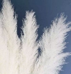Real Pure White Dried Natural Pampas Grass Reed and Jumbo Reed