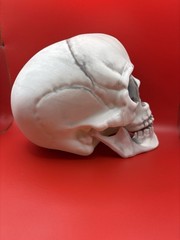 Set of 2 Large Halloween Skull Props Hinged Jaw Gothic Horror Decor 8” Realistic