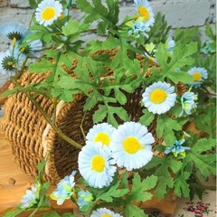 185cm Silk Daisy Vine with Flexible Stems for Vertical Garden and Wall Hanging