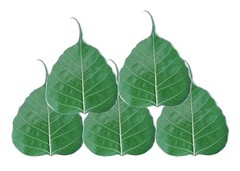 5 Preserved Green Dried Bodhi Leaves, originated from The Sacred Bodhi Tree