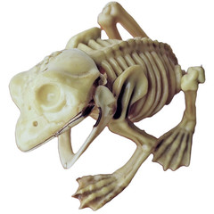 5in Fake Dead Pet FROG SKELETON BONES Amphibian Reptile Tropical Prop Decoration