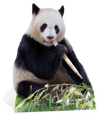 Giant Panda with Bamboo Lifesize Cardboard Cutout / Standup / Standee – Wildlife