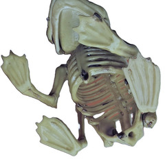 5in Fake Dead Pet FROG SKELETON BONES Amphibian Reptile Tropical Prop Decoration