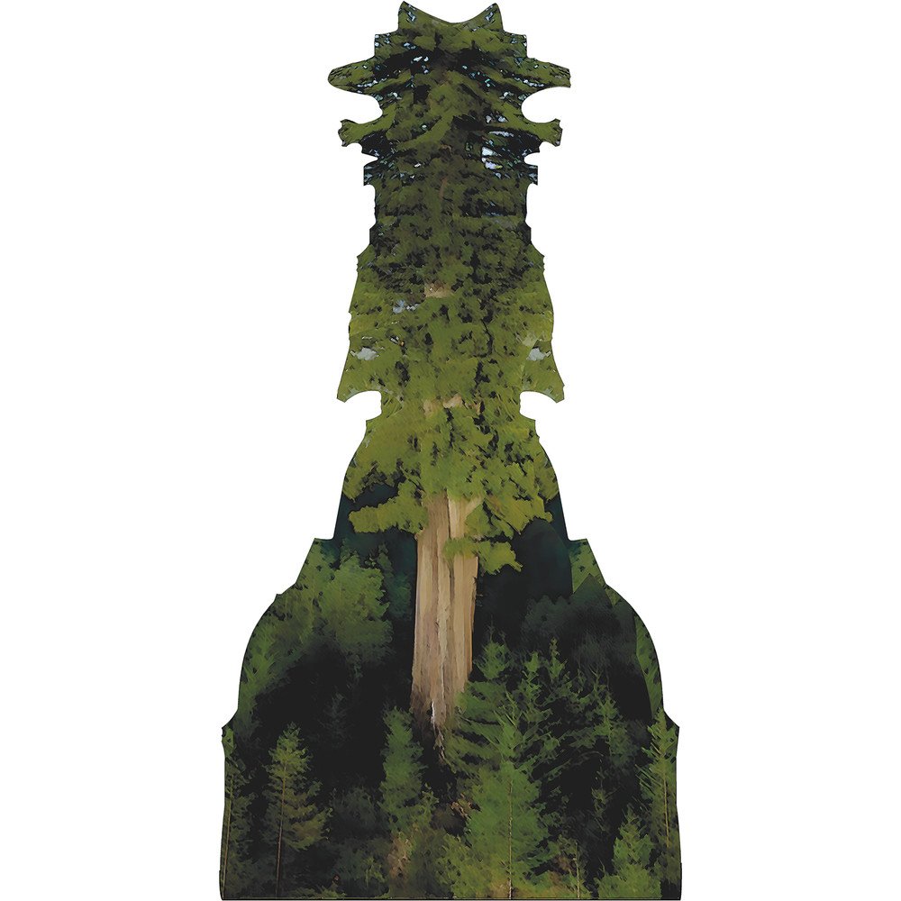 H13636 Hyperion Sequoia Worlds Tallest Tree Redwood California Cardboard Cutout