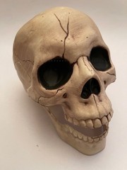 Halloween life size skull