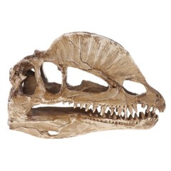 Dilophosaurus Dinosaur Skull Resin for Fossil Skeleton Teaching Model Hal