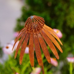 Bronze Rusted Echinacea Garden Stake Metal Art for Lawn and Flower Beds