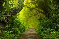 Forest Tree Tropical Rainforest Jungle Backdrop Party Photo Background Banner