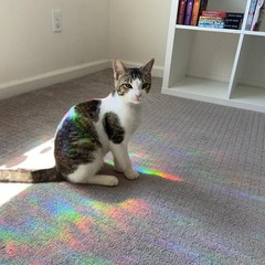 36 Pieces Star Window Clings – Anti-Collision Decals to Save Rainbow
