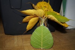 5 Preserved Green Dried Bodhi Leaves, originated from The Sacred Bodhi Tree