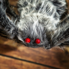 FURRY SPIDER – Morris Costumes