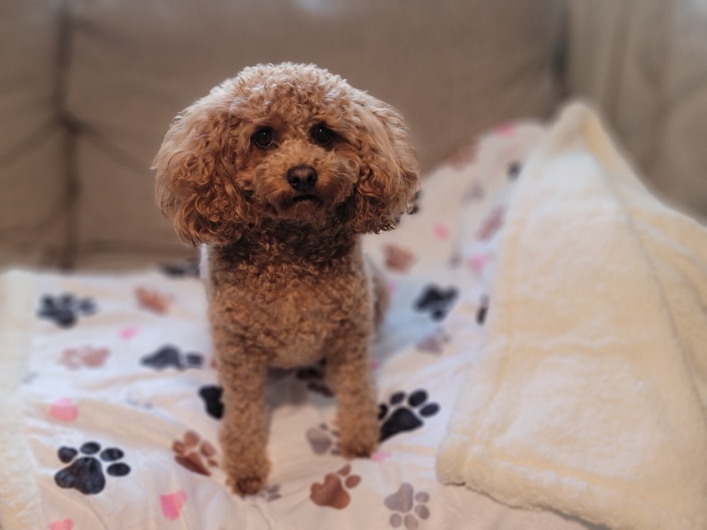 Oversized Paw Print Sherpa Lined Pet Blanket 40″ x 60″