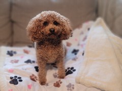 Oversized Paw Print Sherpa Lined Pet Blanket 40″ x 60″
