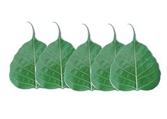 5 Preserved Green Dried Bodhi Leaves, originated from The Sacred Bodhi Tree