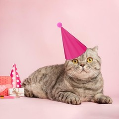 24 Pack Birthday Party Hats,8 Colors Cone Party Hat for Kids Adults Pets,Rain…