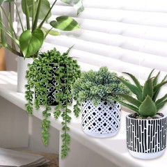 Winlyn 3 Pcs Small Potted Succulents 5.9″-7.4″ Wide and 7″-11″ Tall, Green
