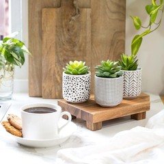 Kurrajong Farmhouse Artificial Succulents in 4.75″ high, Black White Green