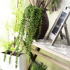 CLONG 3pcs Artificial Fake String of Pearls Plant Faux Succulents Dark Green
