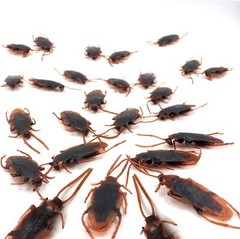 20 Prank Fake Roaches Plastic Cockroaches Creepy Roach Bugs Party Game Toy Gifts