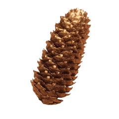 Golden Spruce Pine Cone Approx. 11Cm Real Natural Product Decoration Christmas