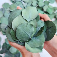 300+ Pcs Dried Real Eucalyptus Leaves,100% Natural Biodegradable Confetti for…