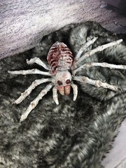 Creepy Horror Doll Skeleton Spider Albino Re Painted Halloween
