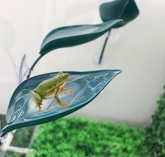 Turtle Reptile Basking Platforms 3PCS Leaf Shape for Aquariums with Suction Cups