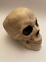 Halloween life size skull
