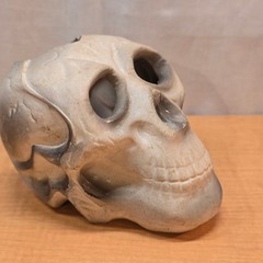 Plastic Human Skull Small 5″ Decoration Halloween Gothic