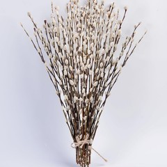 45 Stems 16＂Real Dried Pussy Willow Branches for Vase，100% Natural White