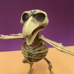 CROW SKELETON BIRD Poseable Wings & Jaw Prop Decoration 7.25″ Distressed