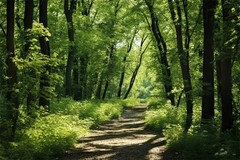 Forest Tree Tropical Rainforest Jungle Backdrop Party Photo Background Banner