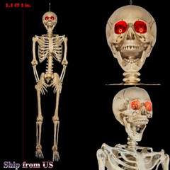 5 ft Poseable Human Size Decayed Skeleton Skull w/LED Eyes Halloween Decor Props