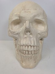 large Plastic Skull Head Scary Prop Skeleton 47cm L X 33CM W X 38CM D