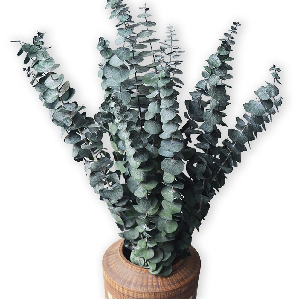Eucalyptus for Shower 10 Pcs Hanging Dried 10 Pack Bundle