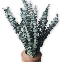 Eucalyptus for Shower 10 Pcs Hanging Dried 10 Pack Bundle