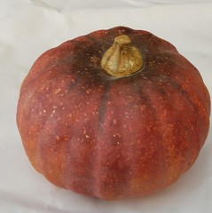 3D Pumpkin Decoration Gourds Window Display Natural Halloween Thanksgiving Event
